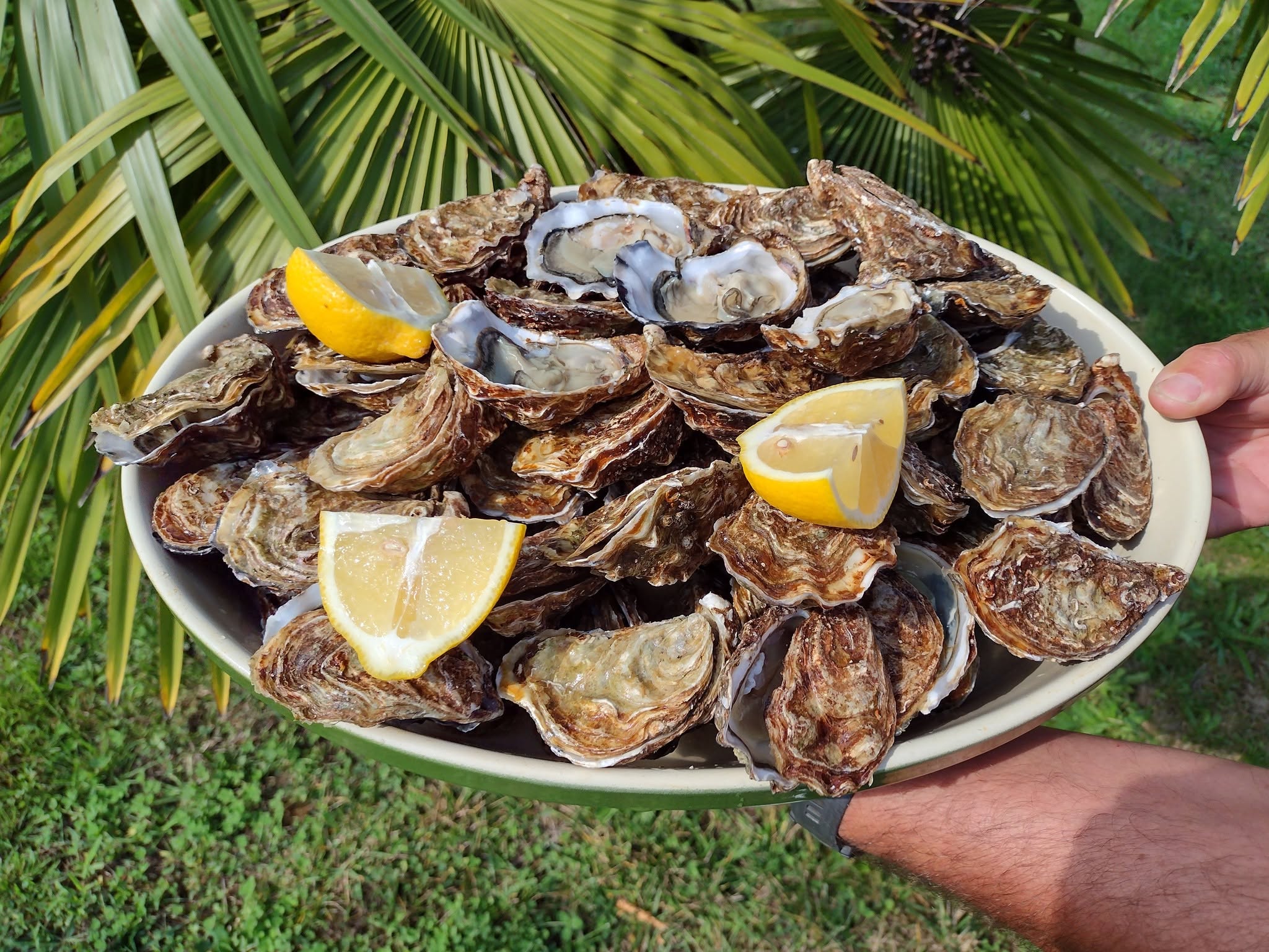 Douzaine d'huîtres ouvertes (Huîtres Vornière Vendée) à 10€