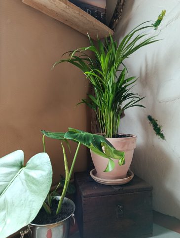 13.PLANTES_SALON2